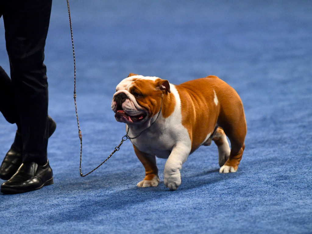 National Dog Show 2019 Winner - HD Wallpaper 