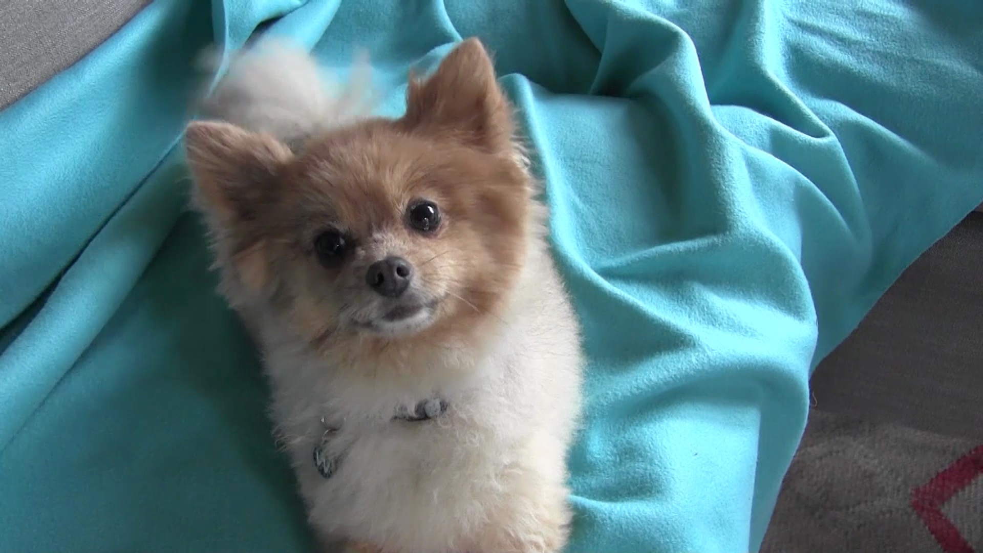 Pomeranian - HD Wallpaper 