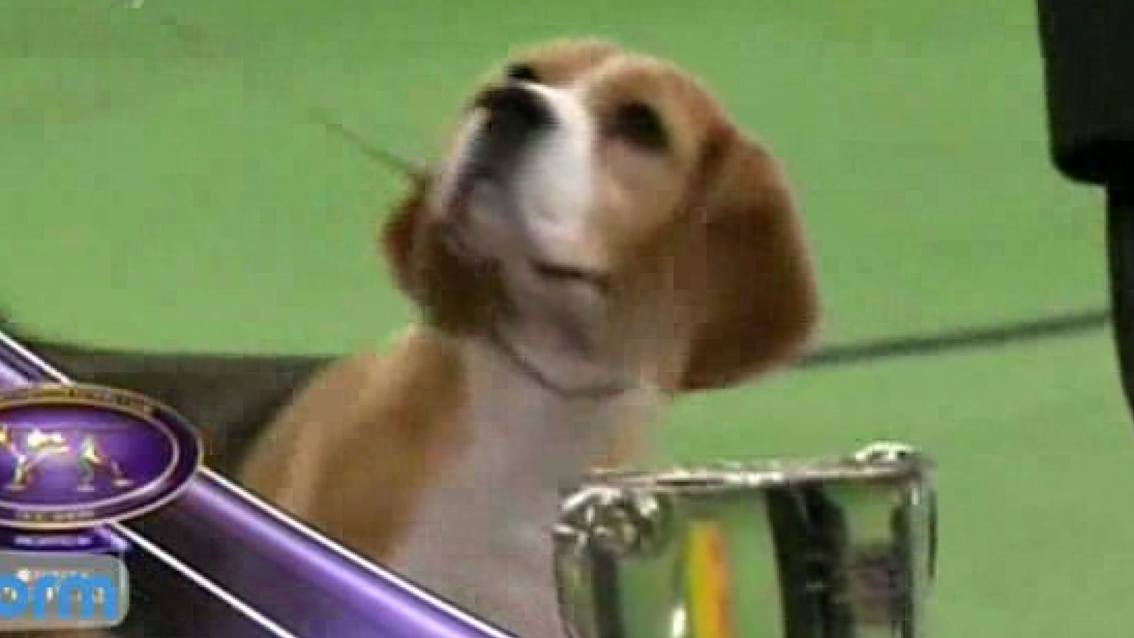 Harrier - HD Wallpaper 