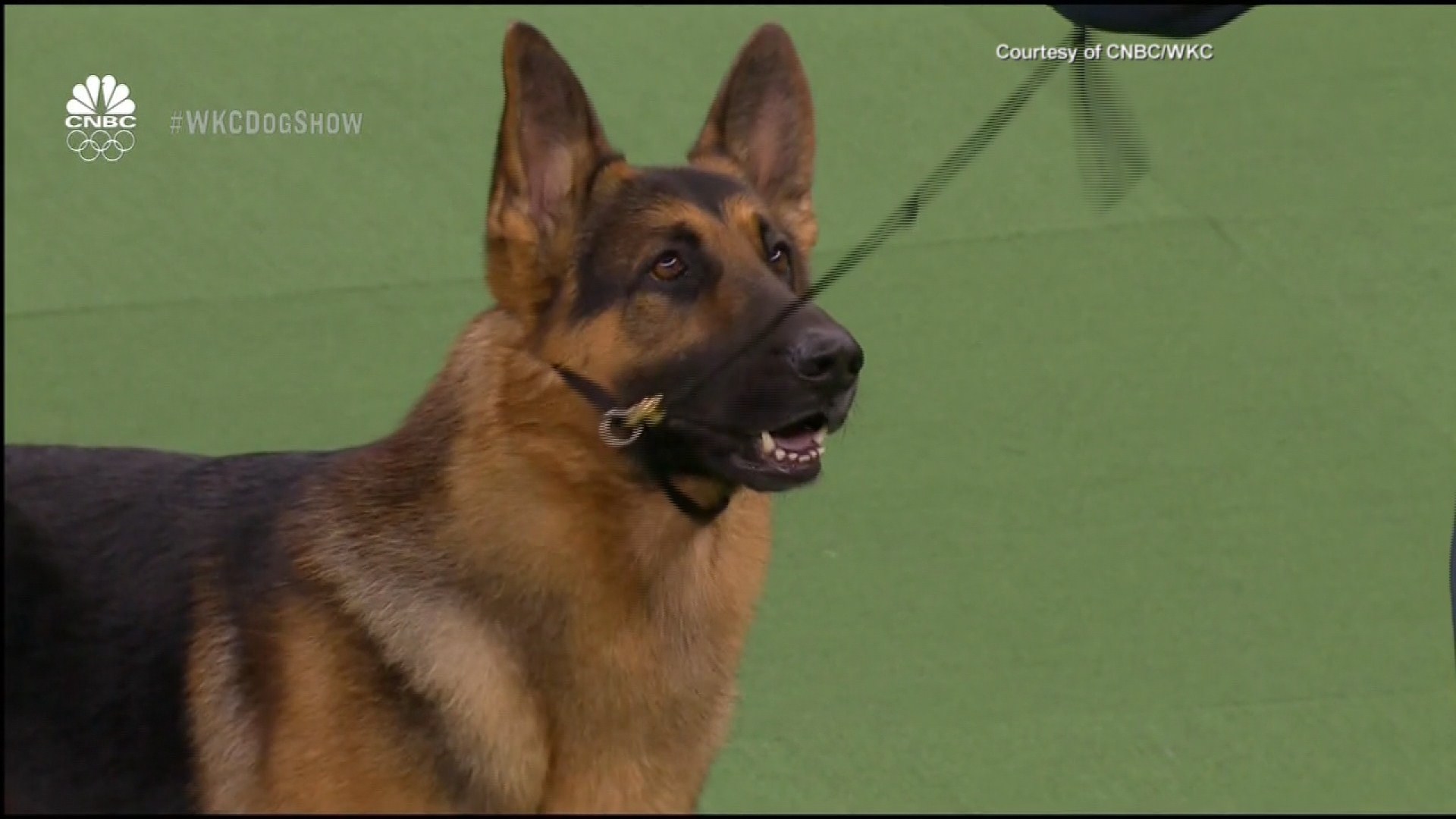 Old German Shepherd Dog - HD Wallpaper 