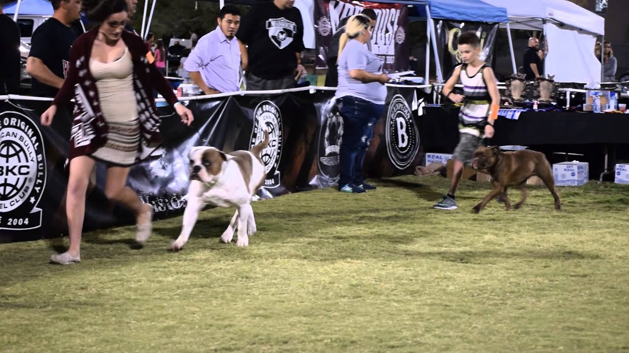 Landseer - HD Wallpaper 