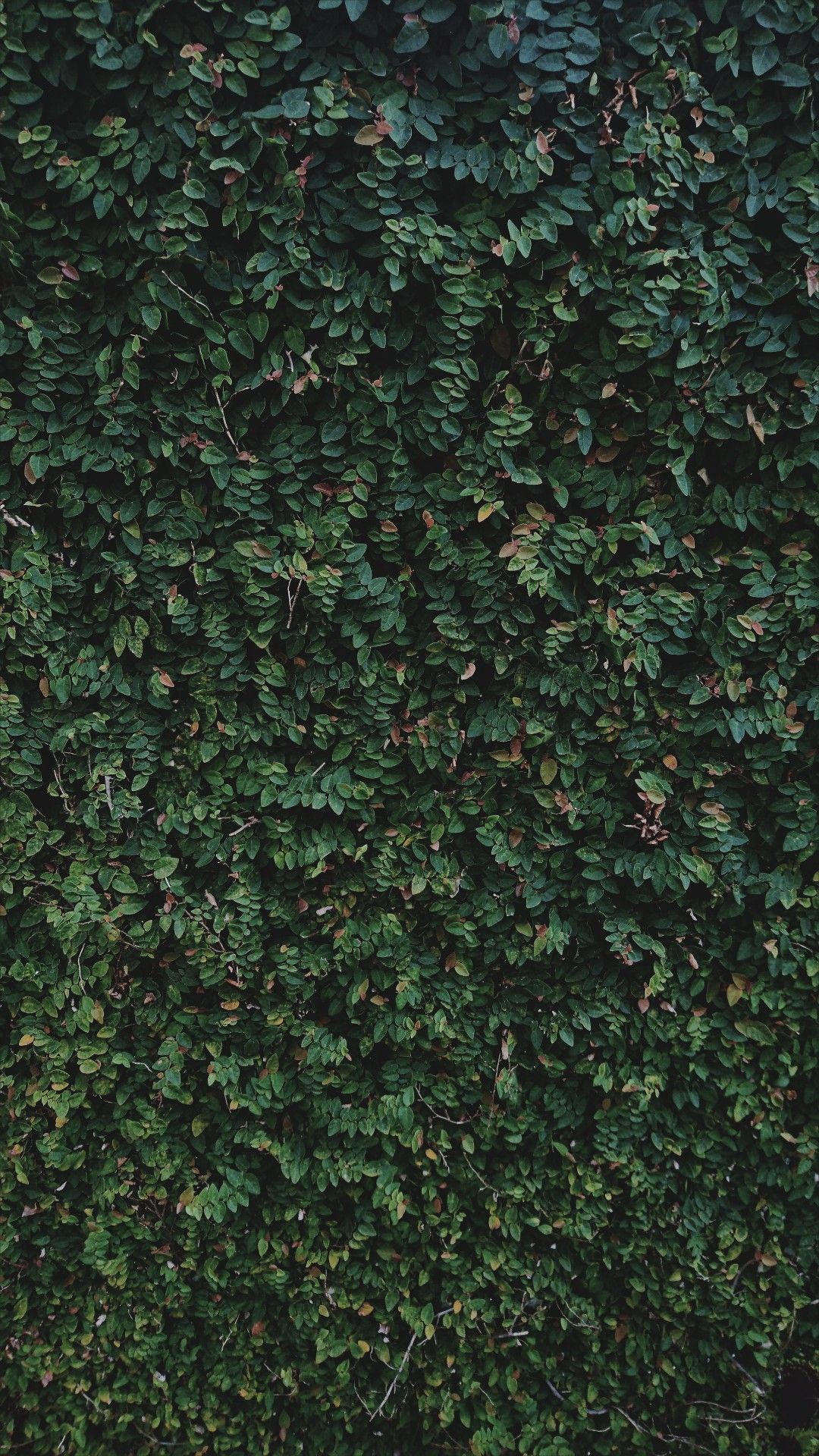 Muro Verde - HD Wallpaper 