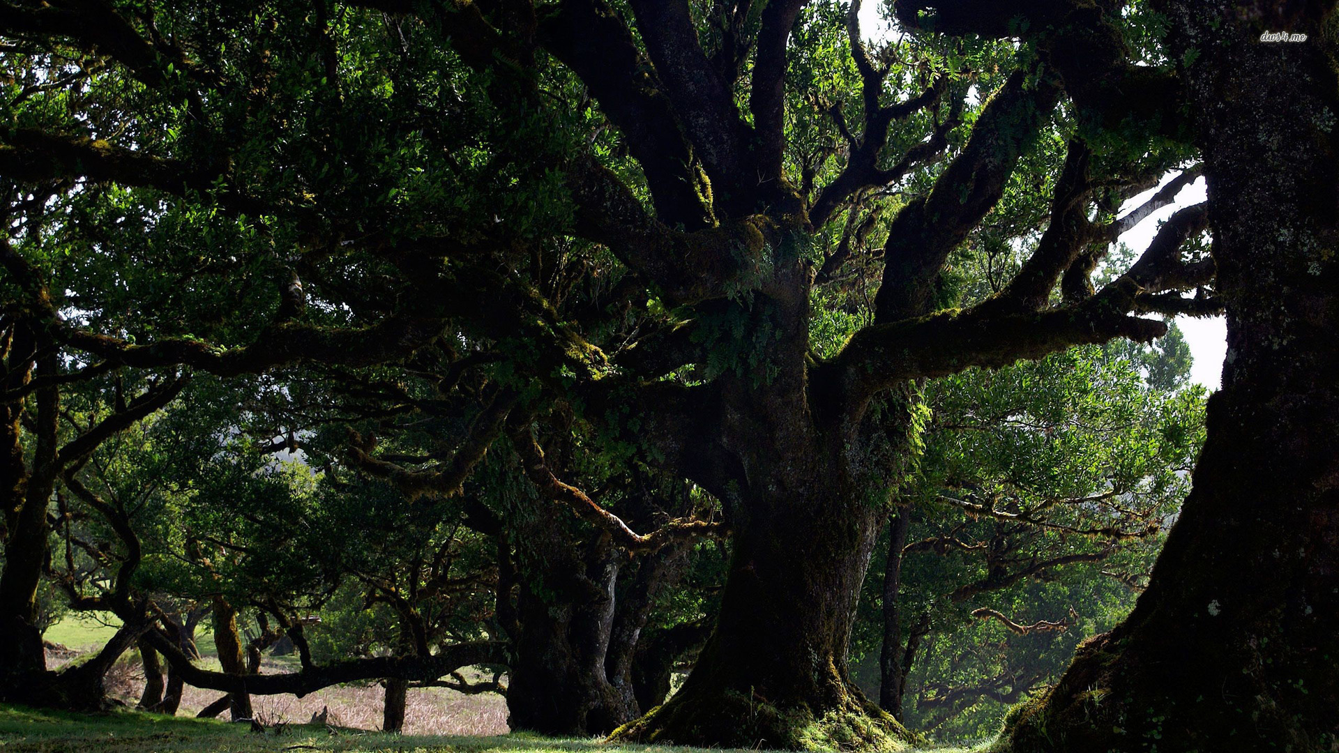 Ancient Laurel Tree No Watermark - HD Wallpaper 