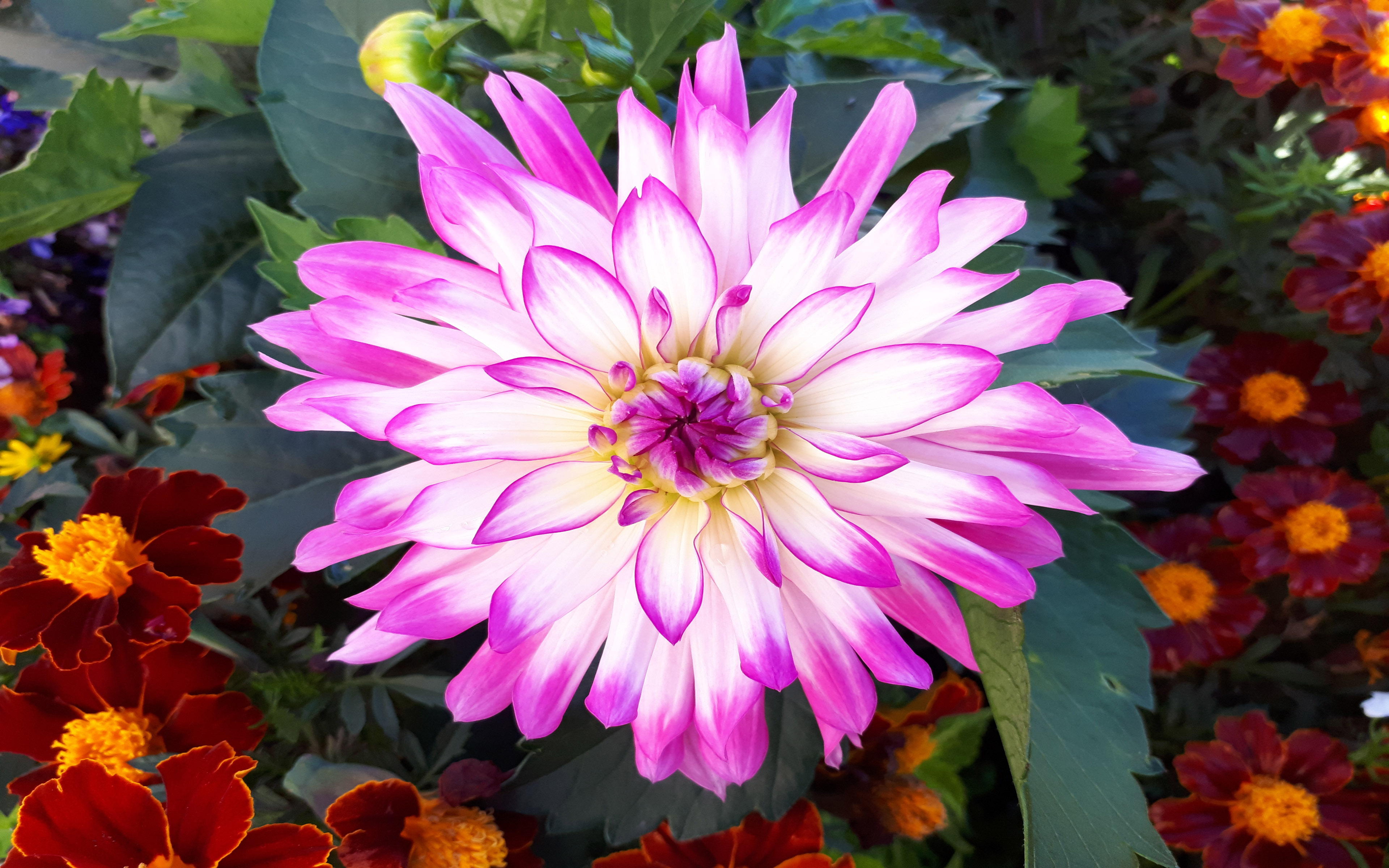 Aprende Y Esfuerzate En Llegar - HD Wallpaper 