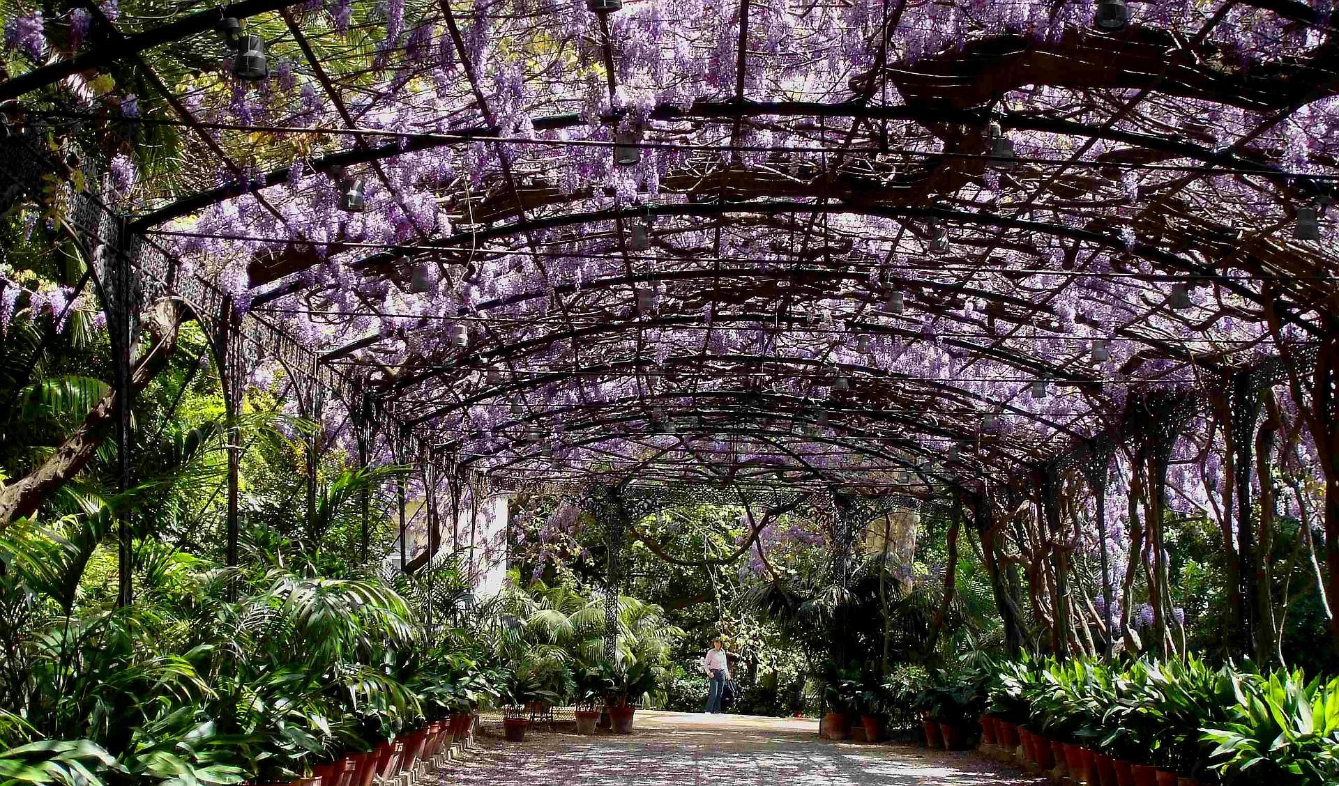 Wisteria Flower Pergola - HD Wallpaper 