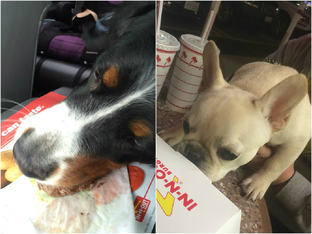 Puppy Patties In N Out 1024x768 Wallpaper Teahub Io