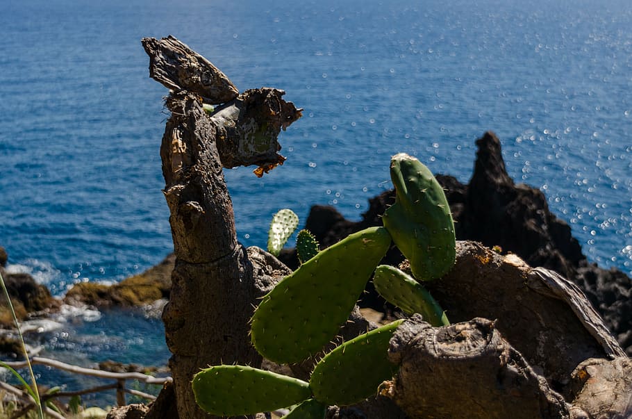 Cactus, Cliff, Sea, Atlantic, Atlantic Ocean, Funchal, - Eastern Prickly Pear - HD Wallpaper 