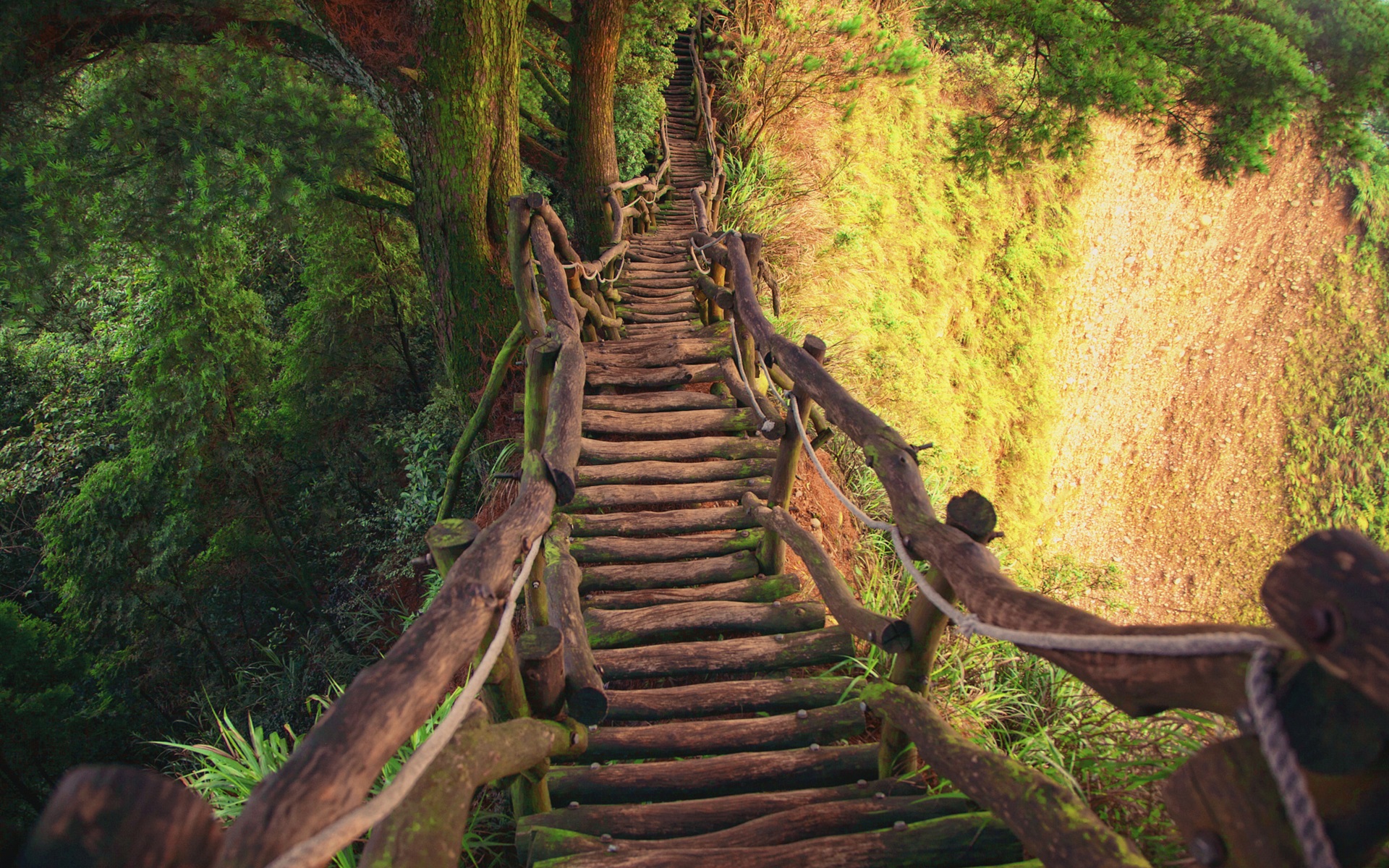 Wallpaper Wooden Bridge, Gorge, Trees - HD Wallpaper 