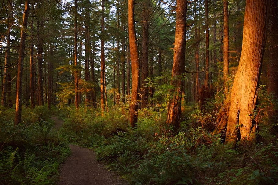 United States, La Push, Trees, Forest, Woodland, Forestry, - Spruce-fir Forest - HD Wallpaper 