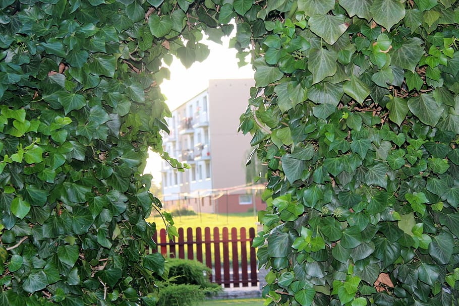 Ivy, Nature, View, Foliage, Creeper, Decoration, Green, - HD Wallpaper 