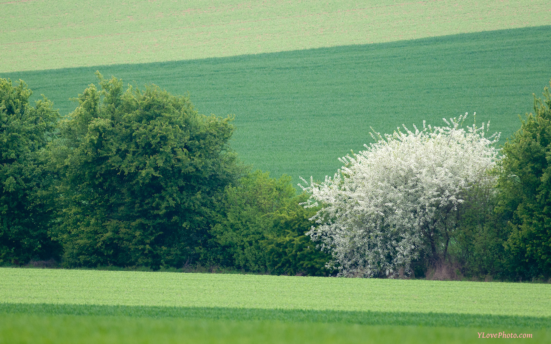 Grass - HD Wallpaper 