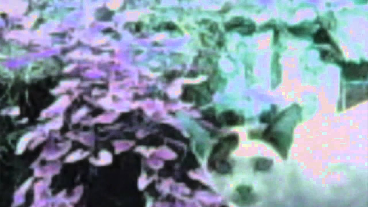 Trippy Cat Wallpaper - HD Wallpaper 