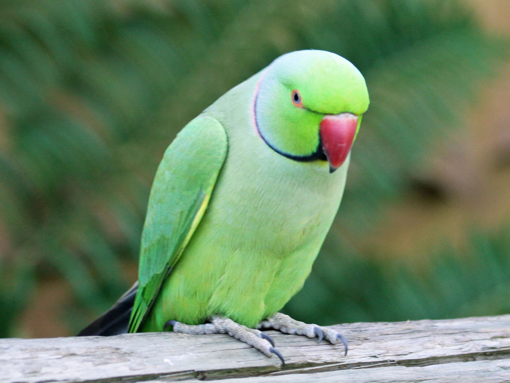 Parrot Look Indian High Definition Wallpapers - Green Parrot Bird - HD Wallpaper 