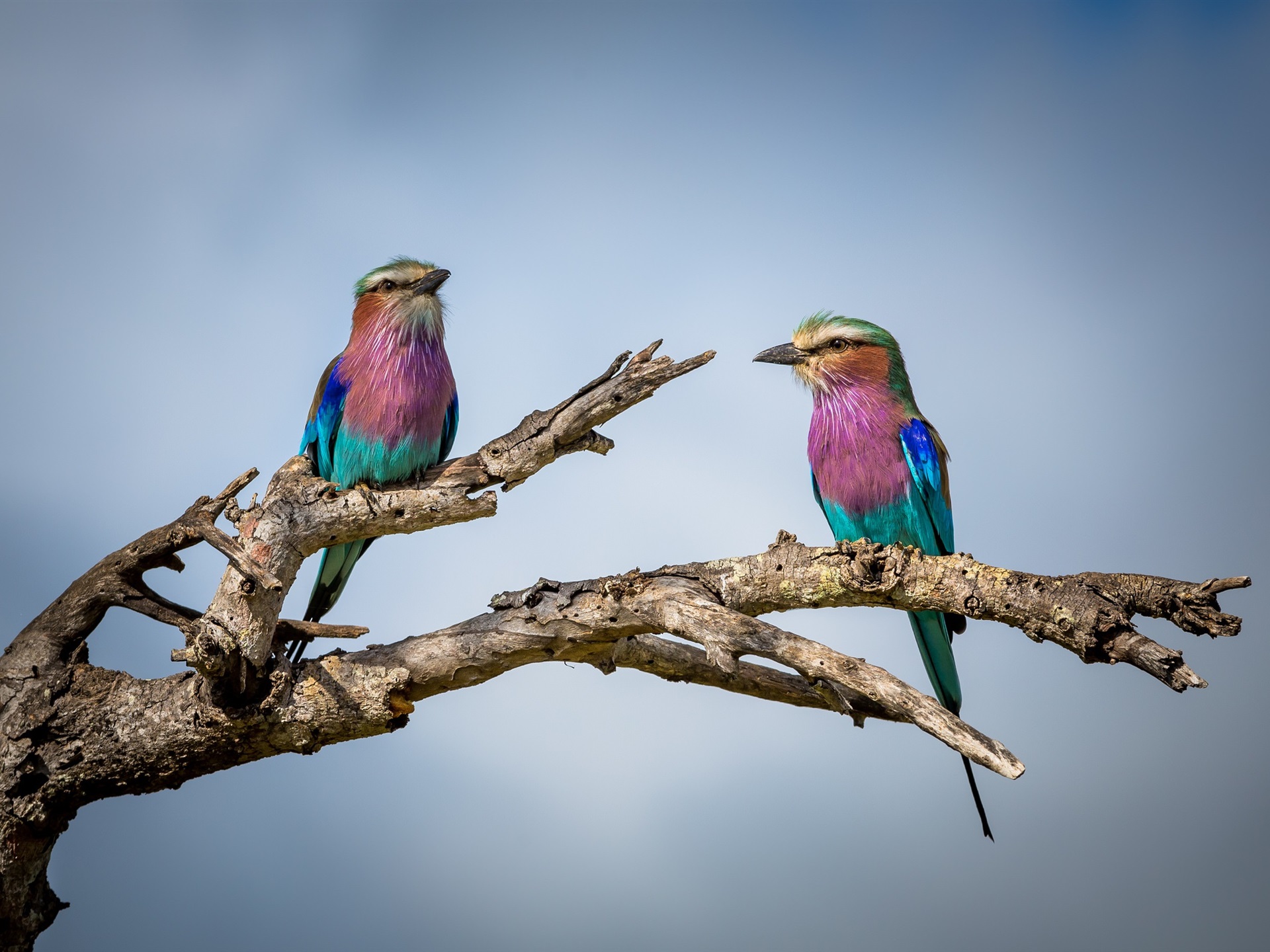 Wallpaper Two Birds, Tree Branch, Gray Background - Oiseaux Sur Une Branche - HD Wallpaper 