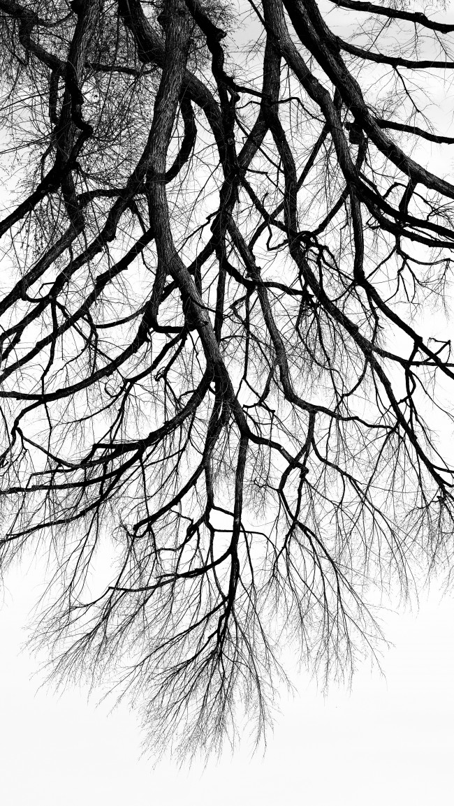 Tree Branches, Monochrome - Monochrome - HD Wallpaper 