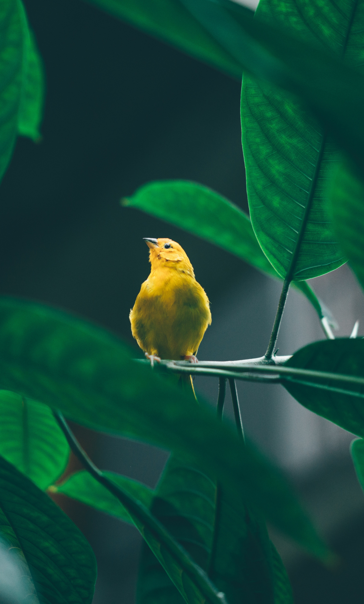 Small, Cute, Yellow Bird, Tree Branch, Wallpaper - Iphone Bird Wallpaper Hd - HD Wallpaper 