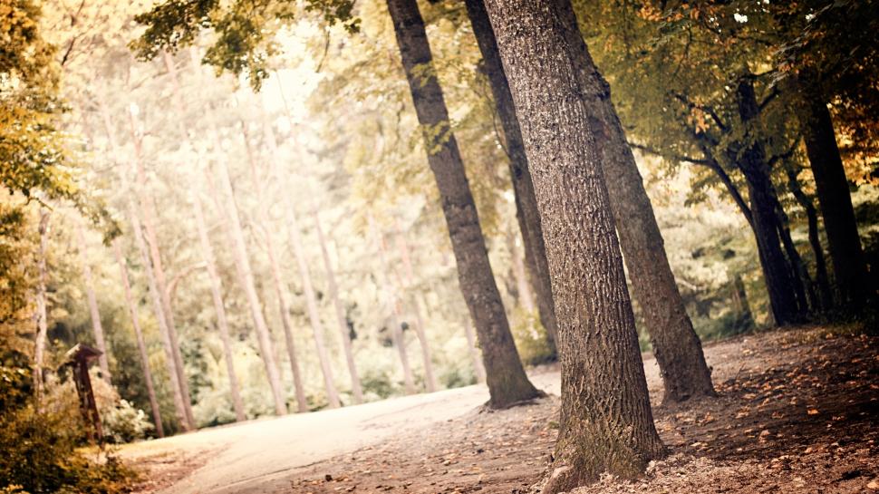 Tree Trunk 2k - HD Wallpaper 