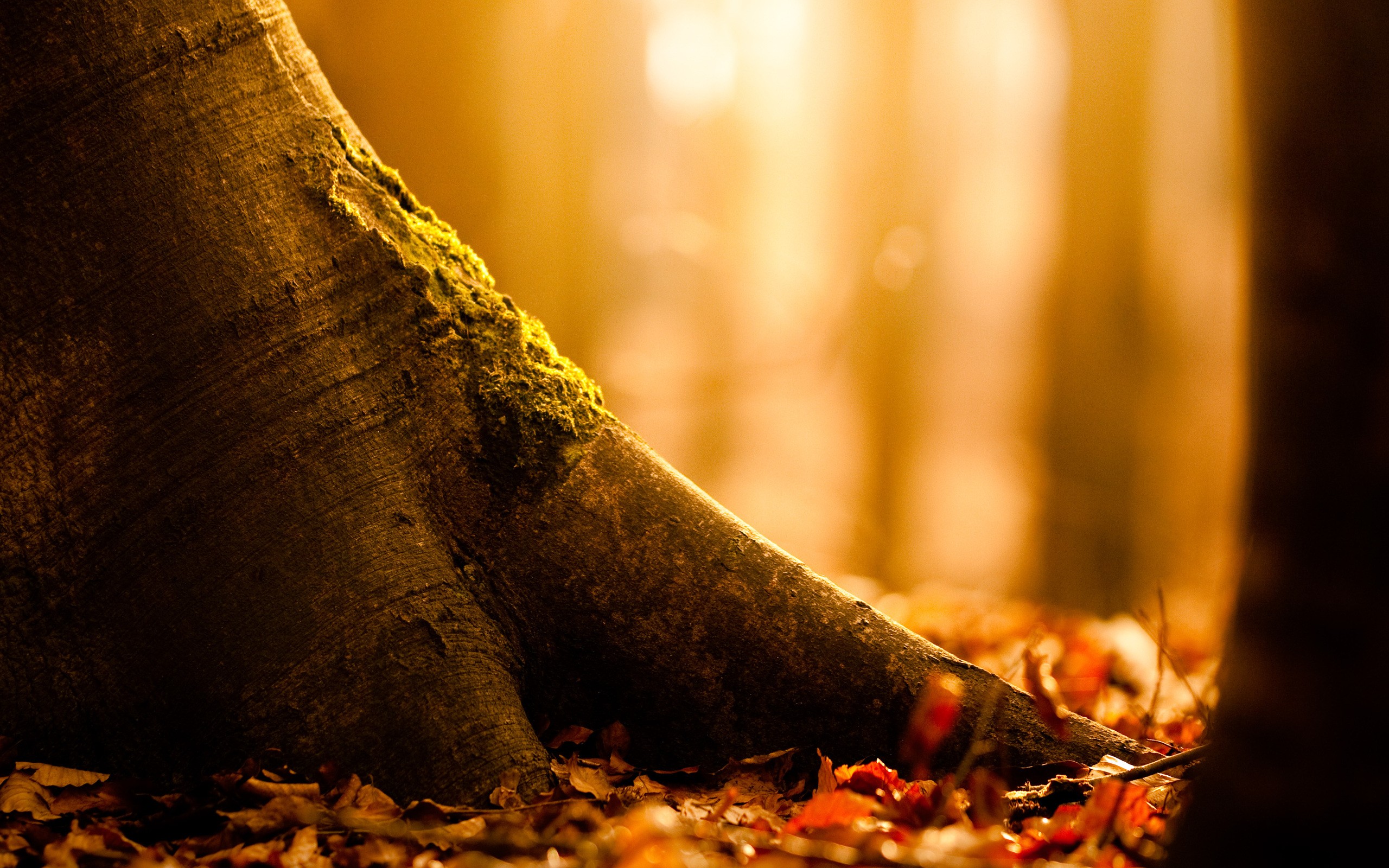 Wallpaper - Forest Autumn Leaves - HD Wallpaper 
