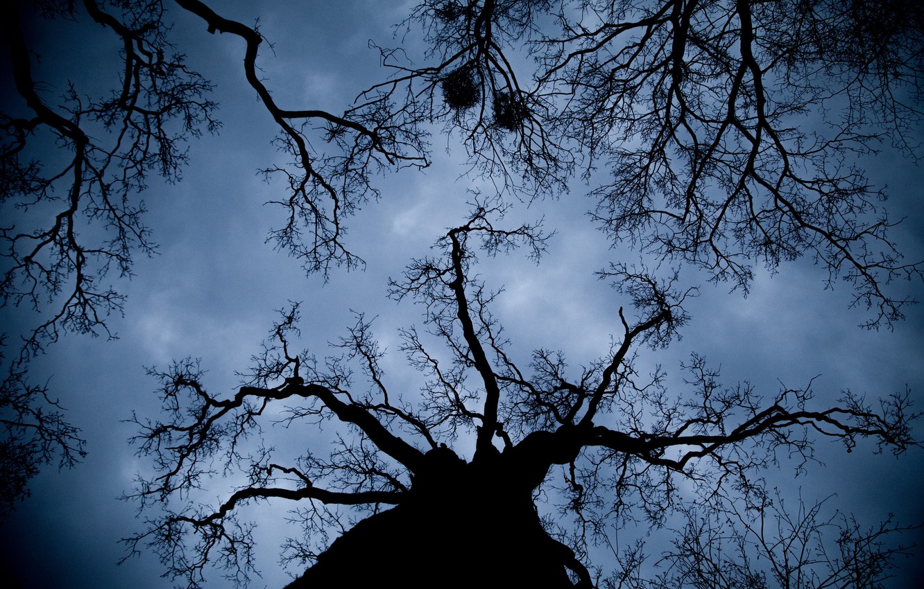 Photo Wallpaper Sky, Nature, Night, Tree, Branches, - Bottom View Of Trees Night - HD Wallpaper 