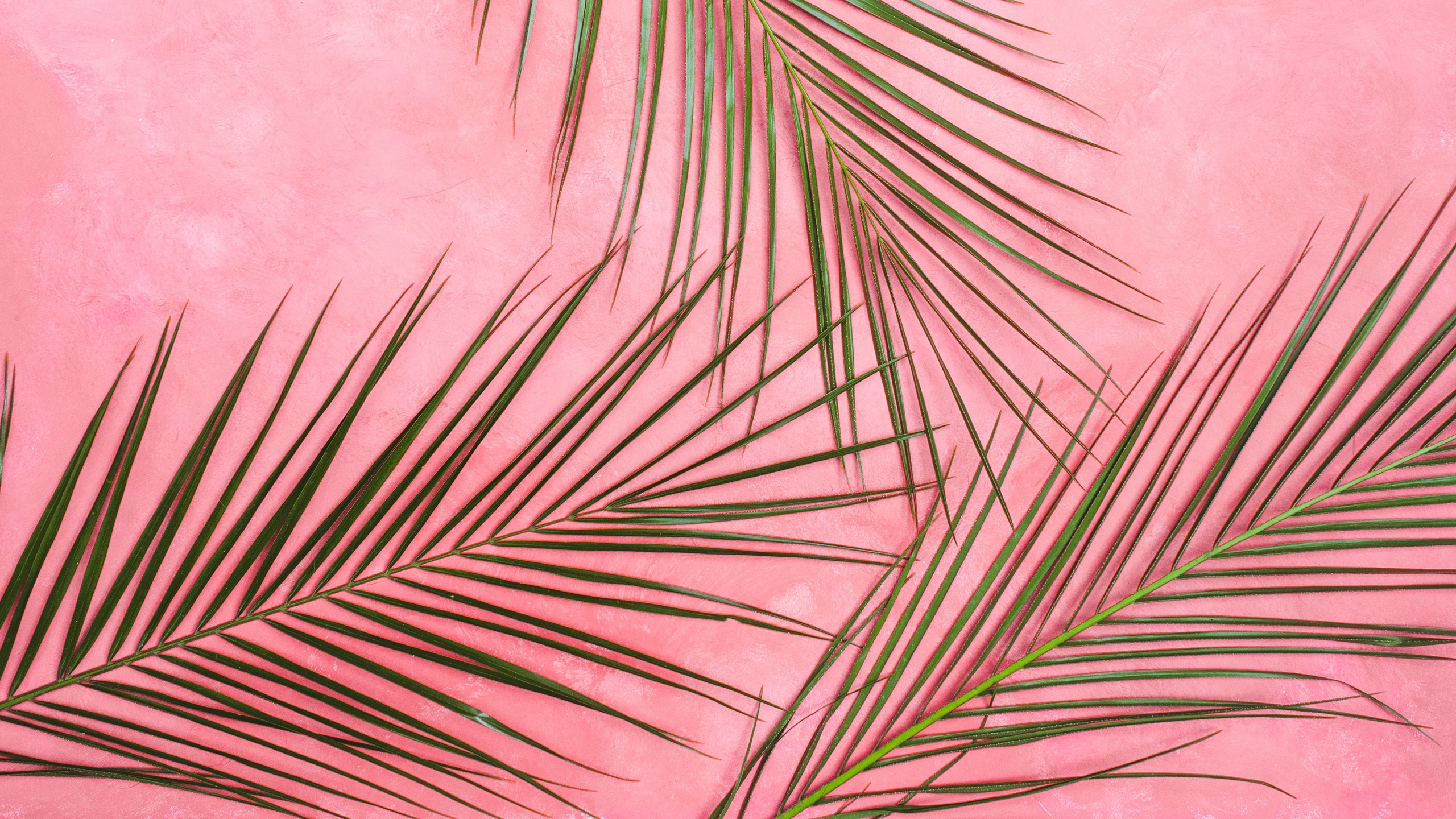 Wallpaper Palm Tree, Branches, Pastel, Leaves, Minimalism - Pastel Background 1080p Hd - HD Wallpaper 