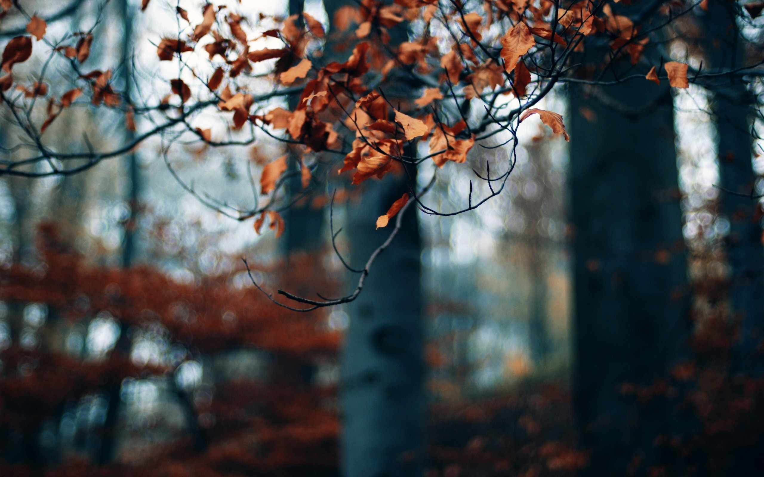 Dry Leaves In Forest - HD Wallpaper 