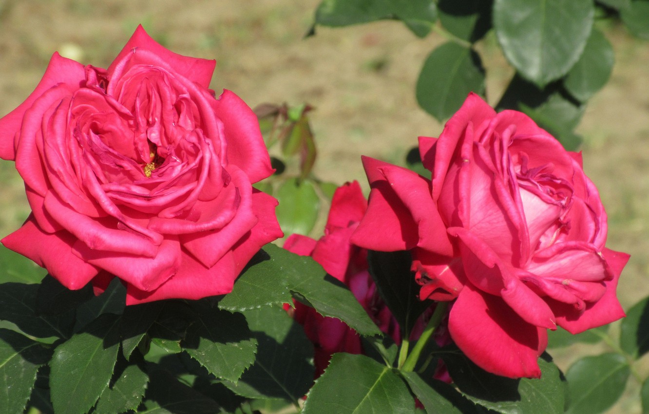 Photo Wallpaper Roses, Bright, Raspberry, Meduzanol - Hybrid Tea Rose - HD Wallpaper 