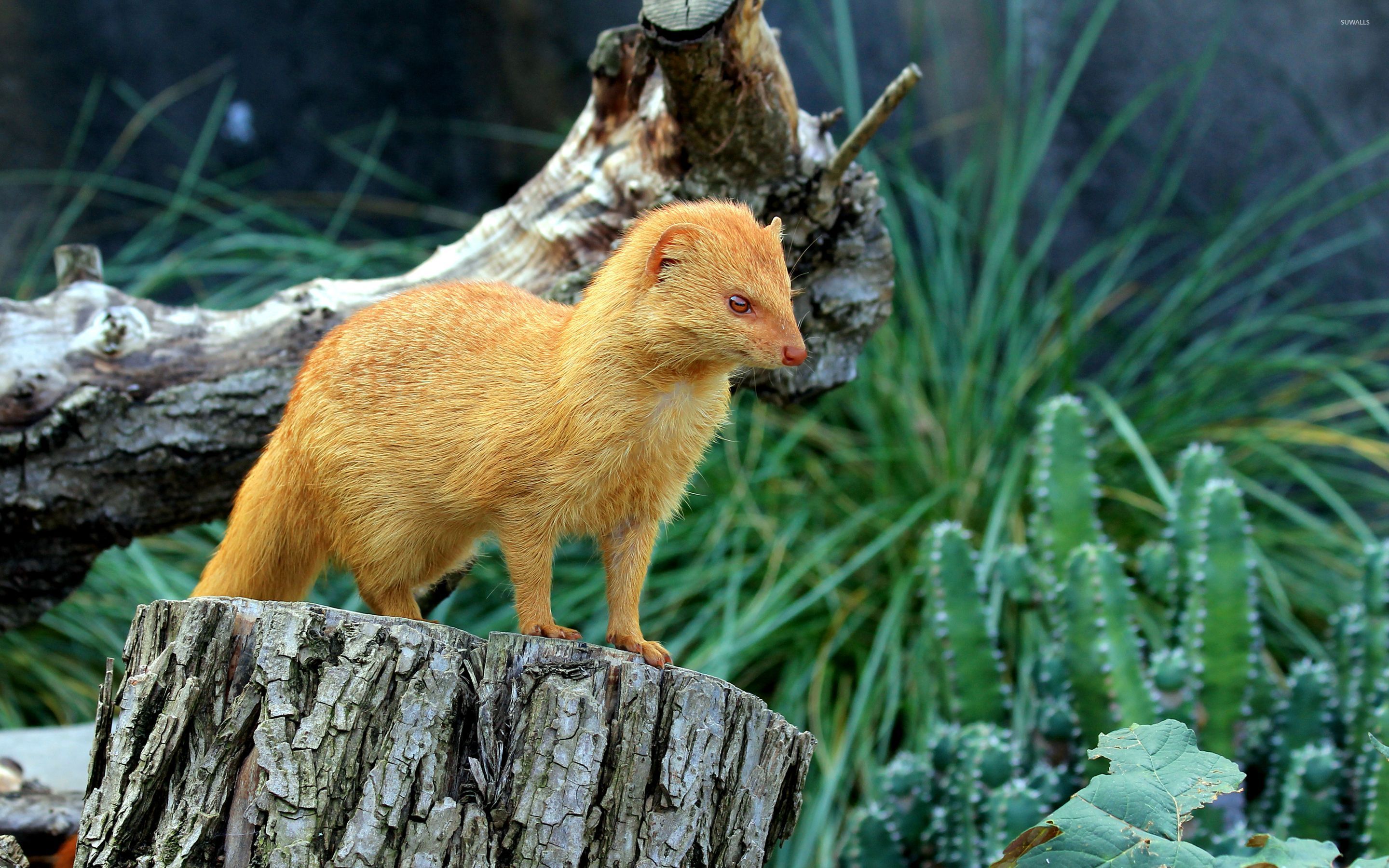 Ginger Weasel - HD Wallpaper 