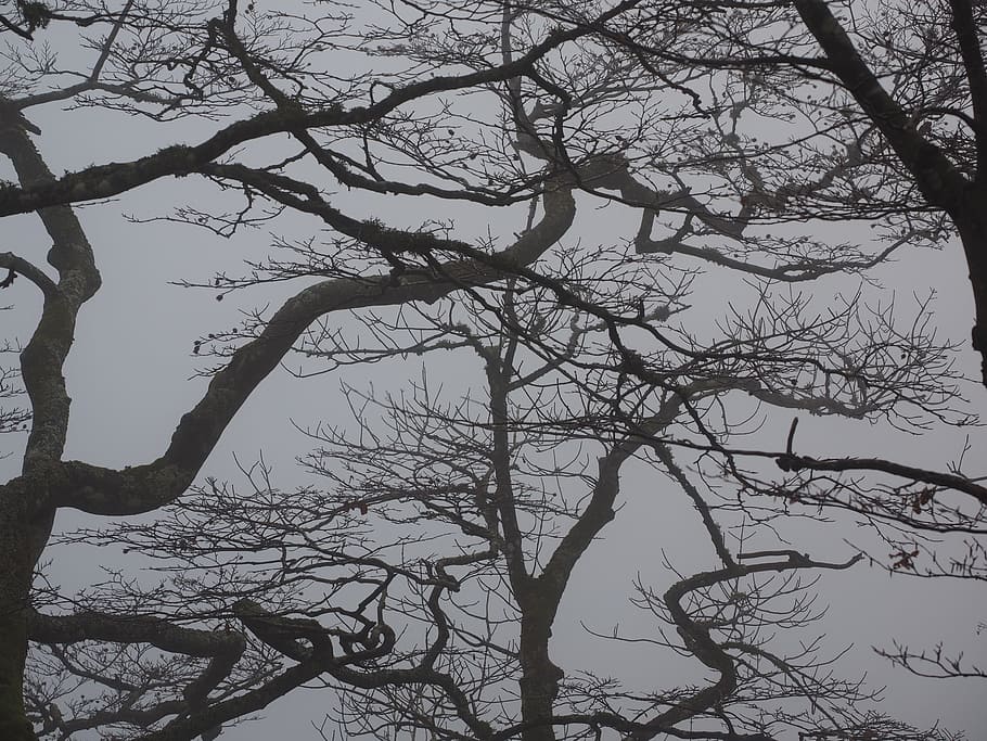 Forest, Branches, Aesthetic, Trees, Tree Trunks, Book, - HD Wallpaper 