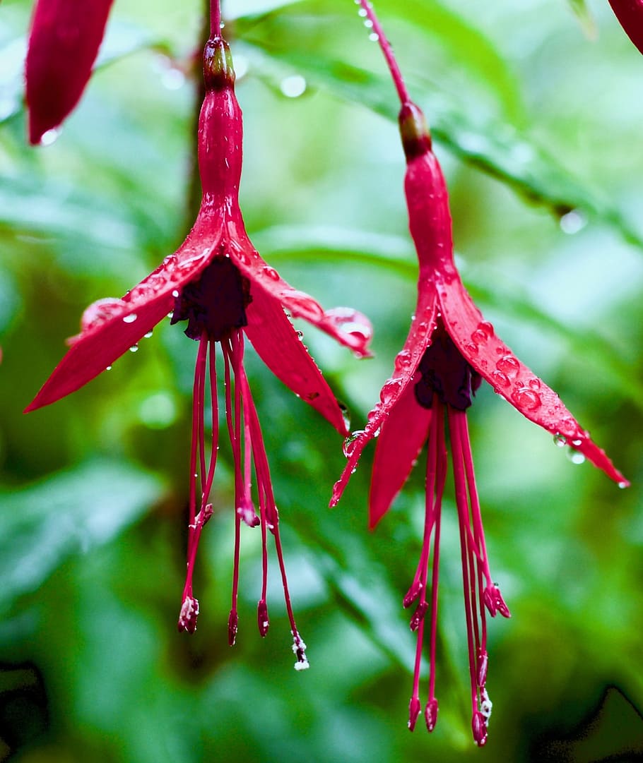 Fuschia, Flower, Rainy Day, Water Drops, Petal, Focus, - HD Wallpaper 