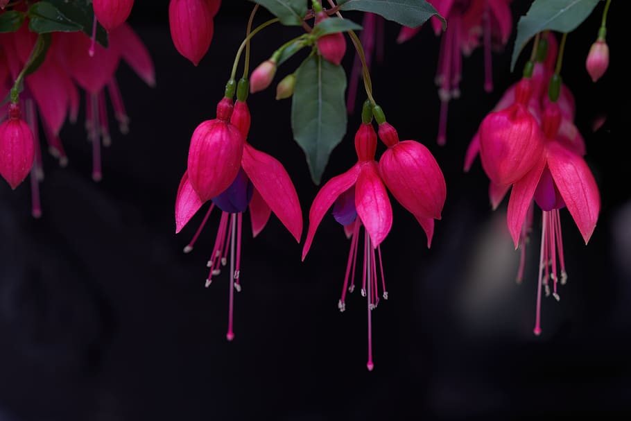 Flowers, Fuschia, Fuchsia, Blooming, Magenta, Purple, - HD Wallpaper 
