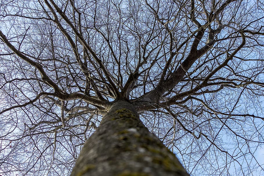 Tree, Wood, Winter, Landscape, Screen Background, Wallpaper, - HD Wallpaper 