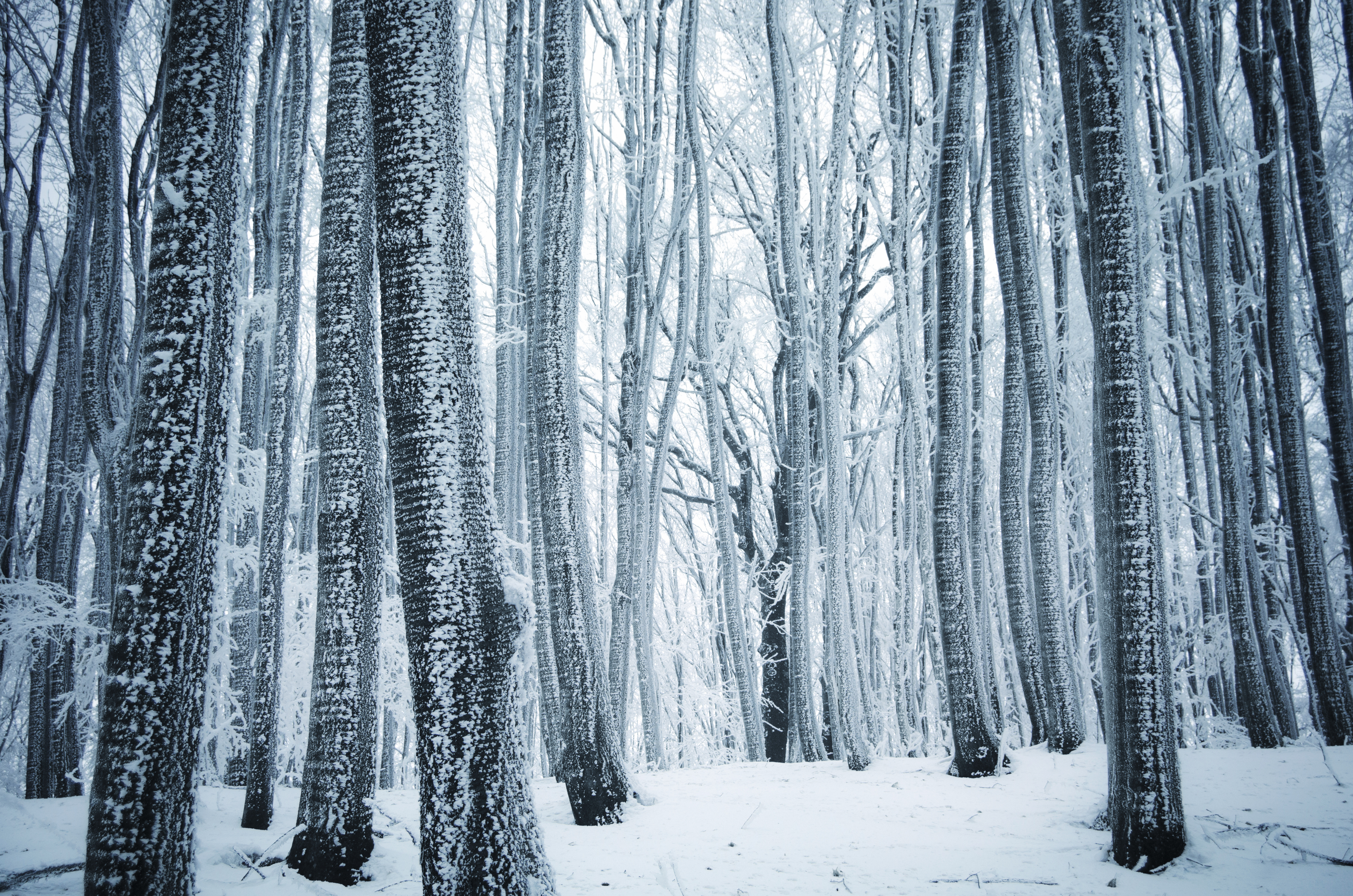 Winter Wonderland Forest - HD Wallpaper 