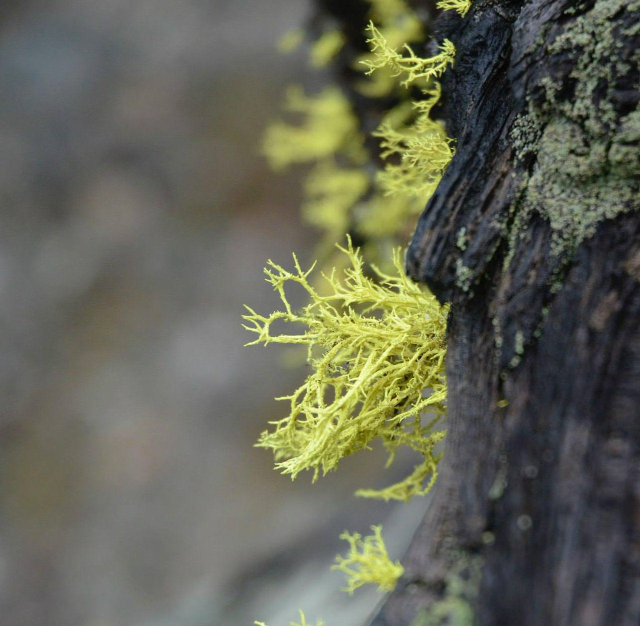 Wolf Moss - Pond Pine - HD Wallpaper 