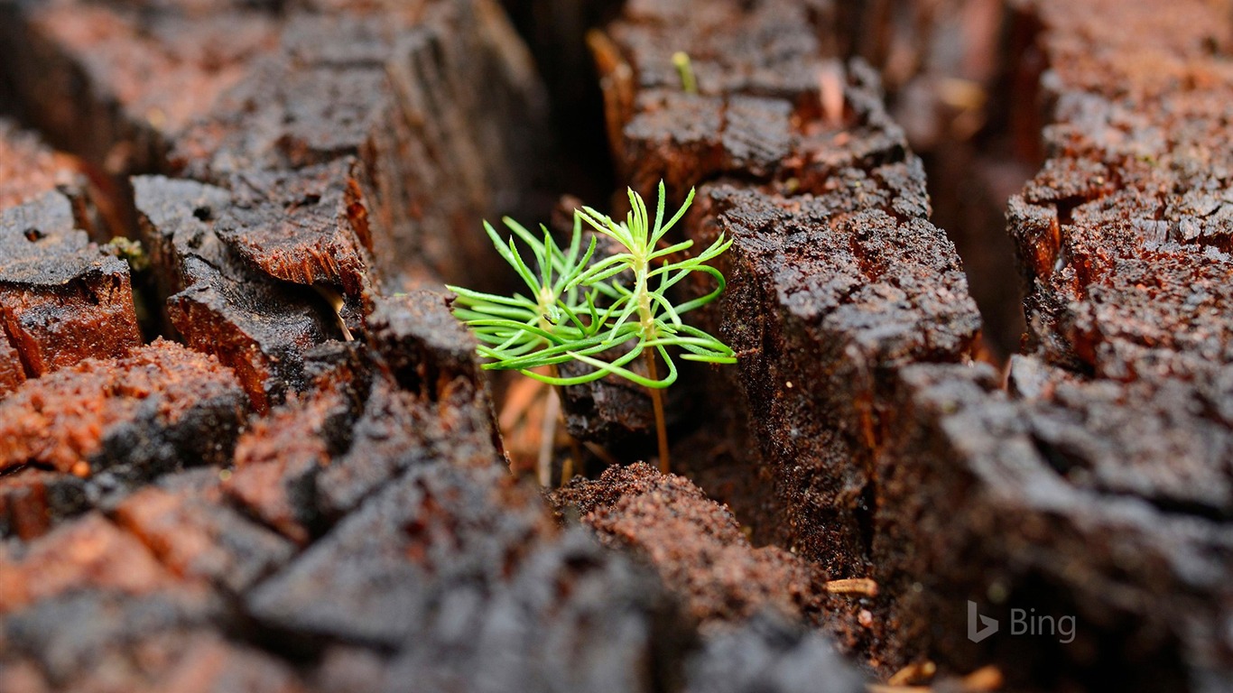 Germany Seedlings Of Spruce On An Old Tree Trunk-2017 - Germany - HD Wallpaper 