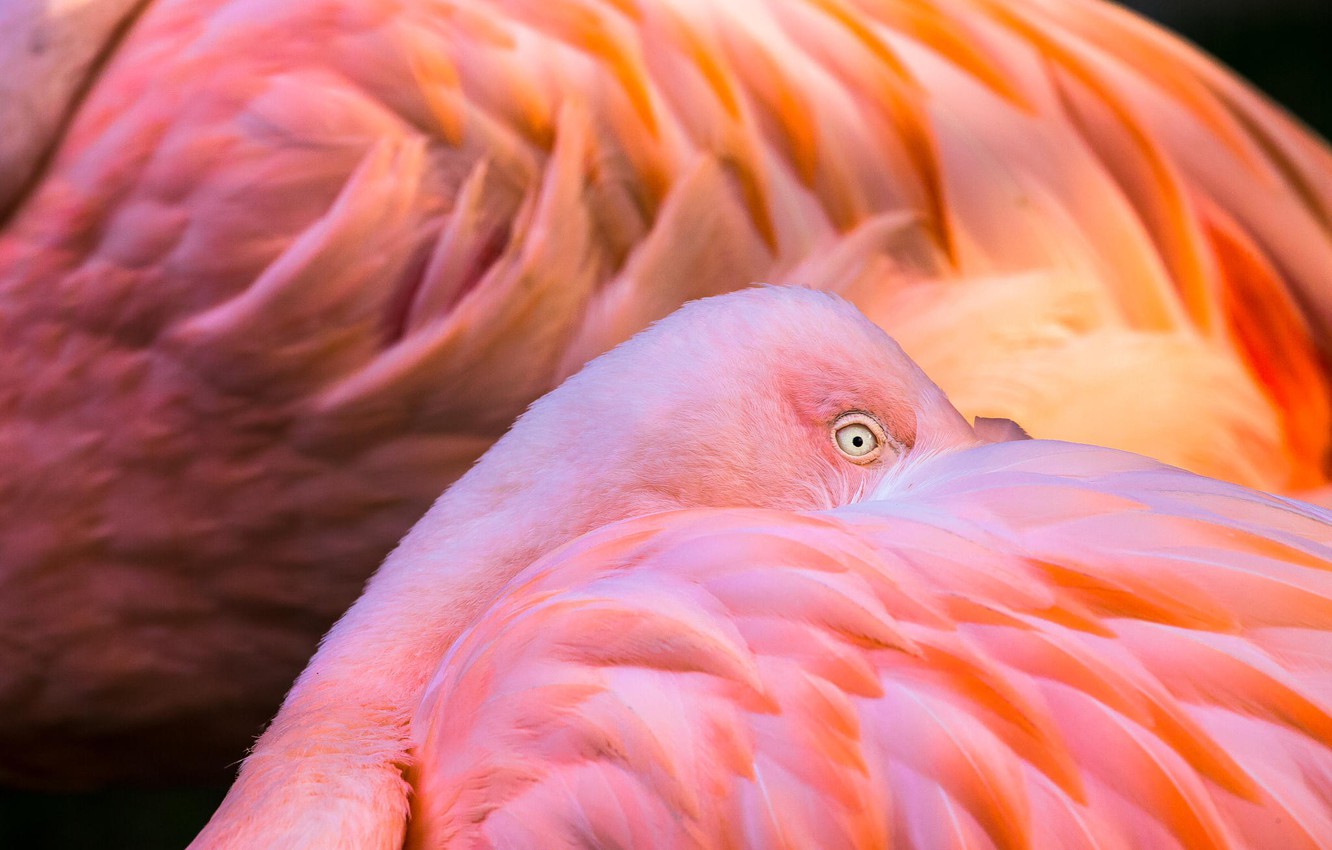 Photo Wallpaper Animals, Birds, Feathers, Color, Pink, - Flamingo Pink Feathers - HD Wallpaper 