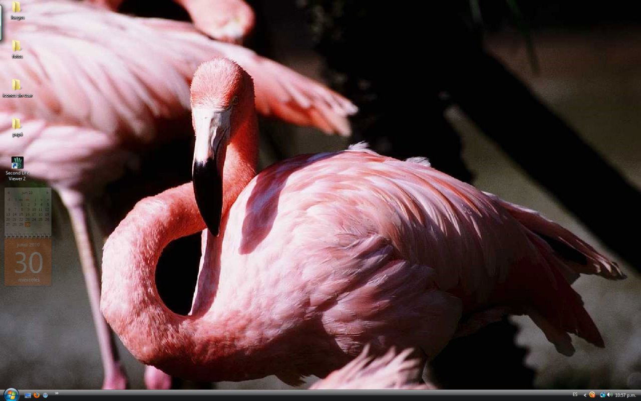 Wallpaper Of July 2010 Pink Feathers - Greater Flamingo - HD Wallpaper 