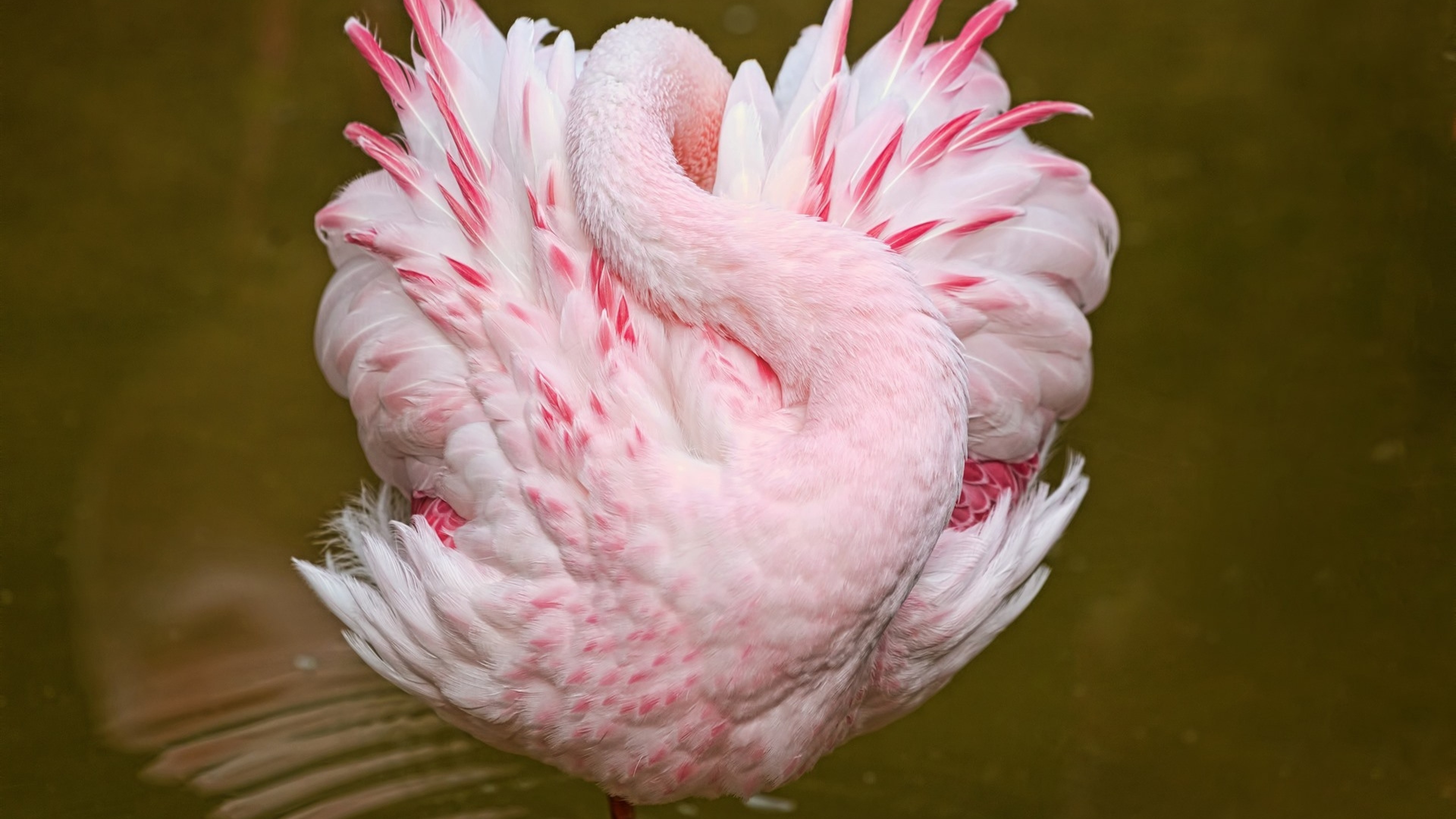 Pink Flamingo, Posing, Birds, Feathers - Beautiful Bird On Earth Hd -  3840x2160 Wallpaper 