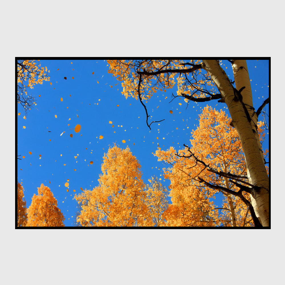 Wood Frame Photo Good Quality Free Download Scenery - Trees Losing Their Leaves - HD Wallpaper 