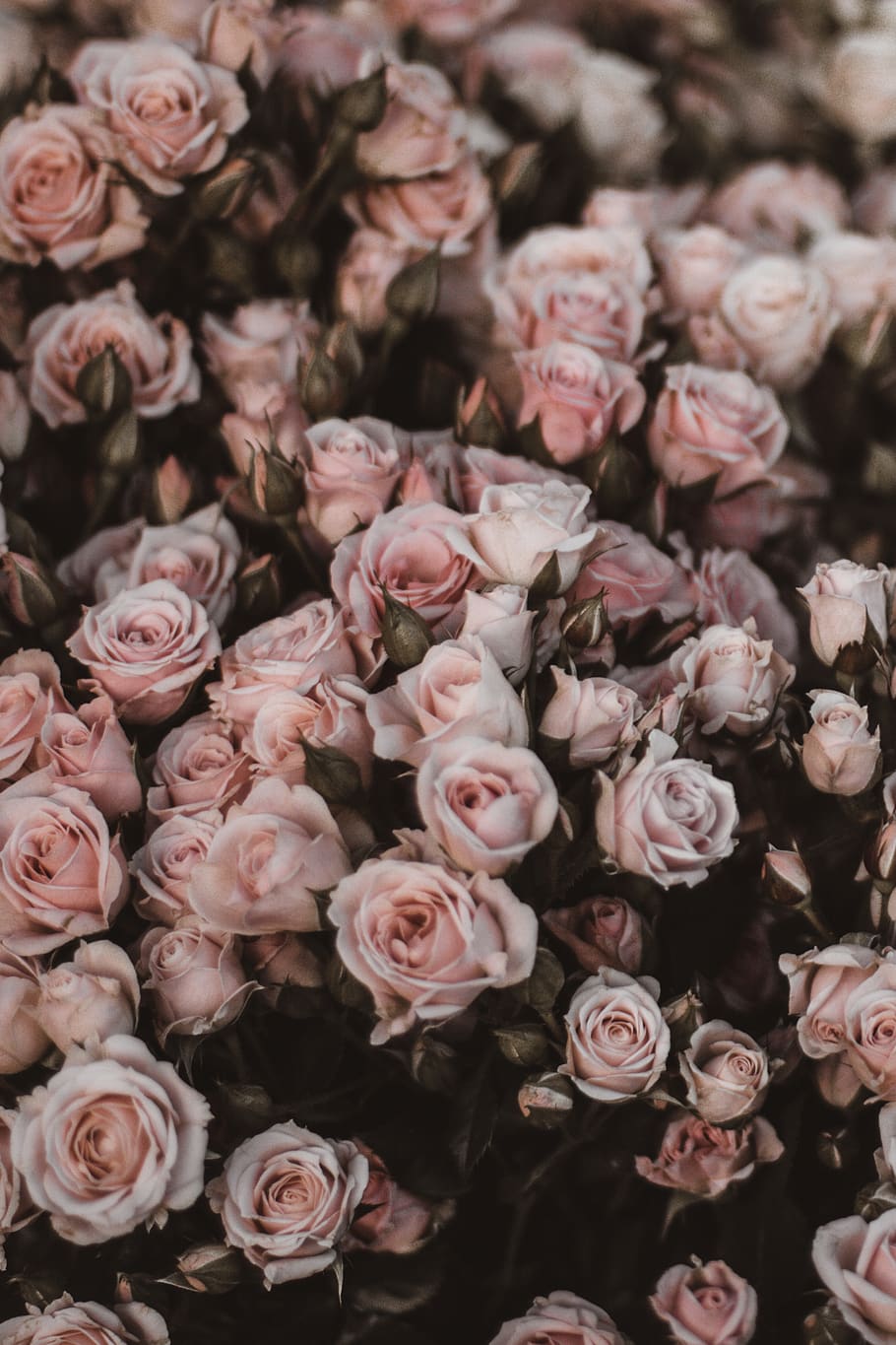 Bed Of Pink Roses, Flower, Flowering Plant, Full Frame, - Pink Roses - HD Wallpaper 