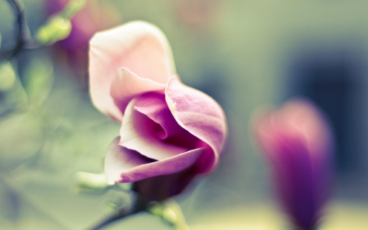 Garden Roses - HD Wallpaper 