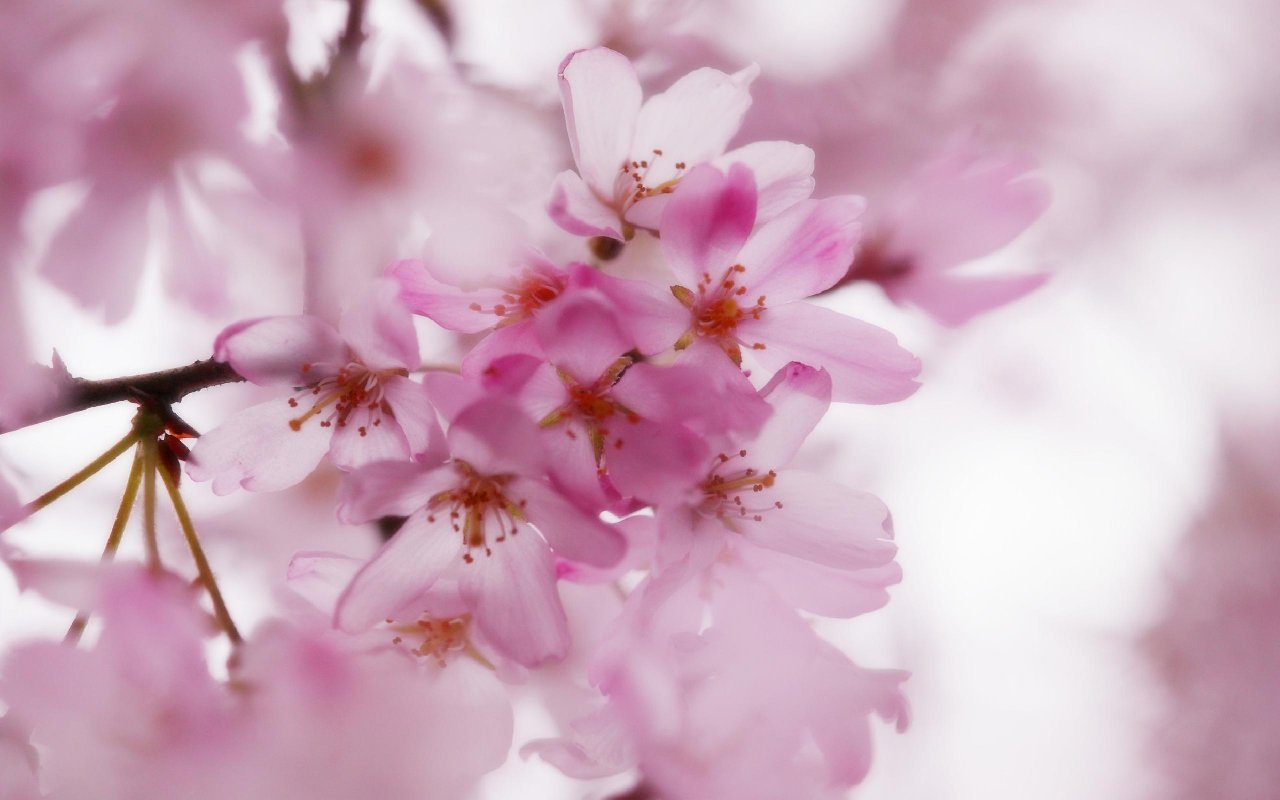 Cherry Blossom - HD Wallpaper 