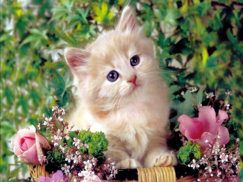 Chat Picture - White Baby Cute Cat - HD Wallpaper 