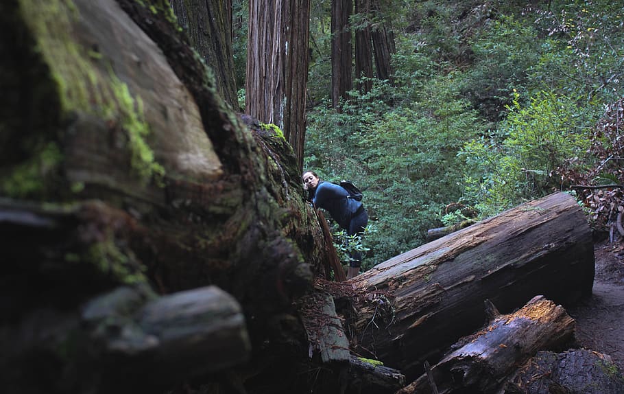 Tree, Red Woods, Muir Woods, San Francisco, Cali, Hike, - Old-growth Forest - HD Wallpaper 