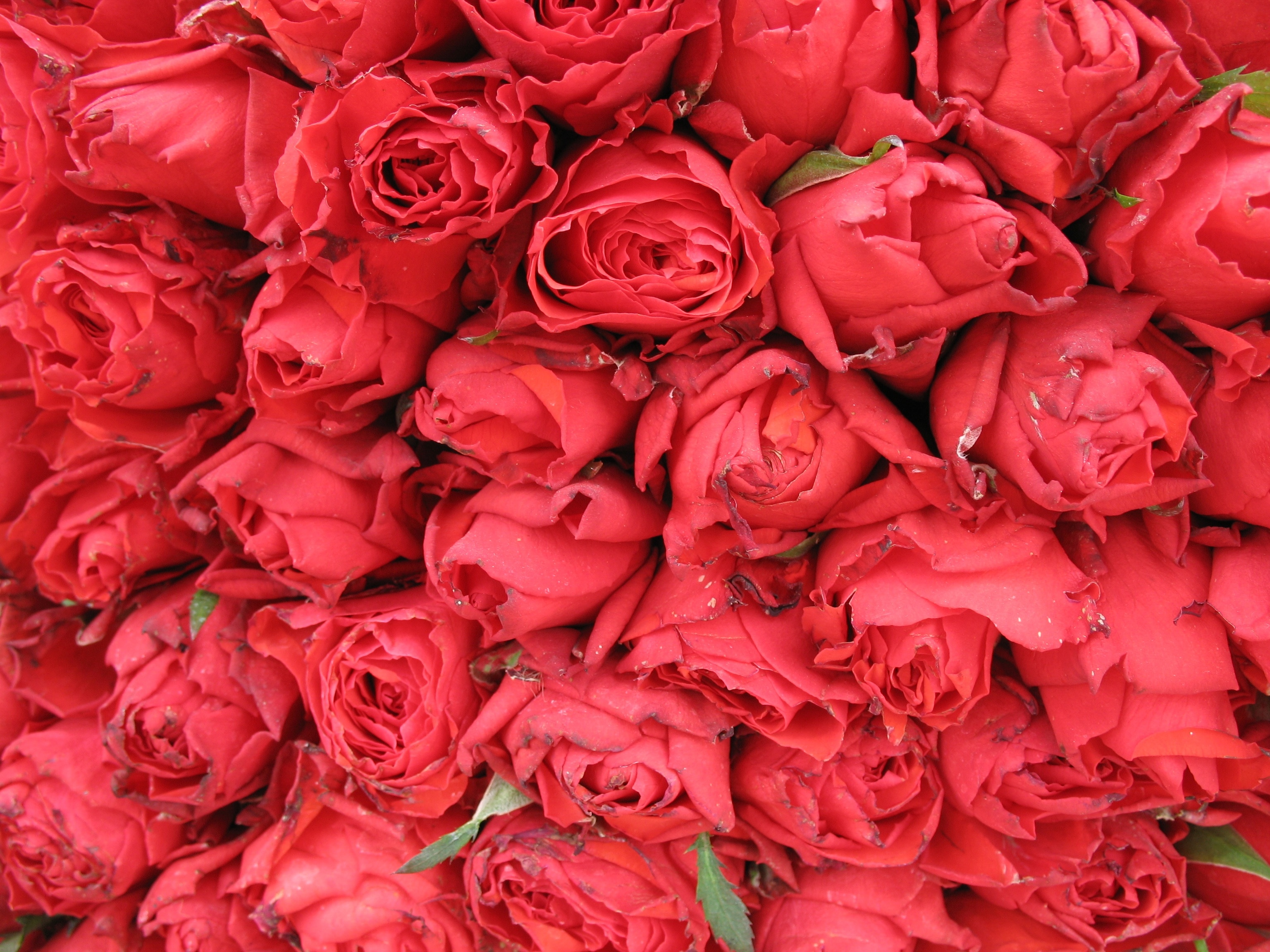 Flower Images Rose Full - HD Wallpaper 