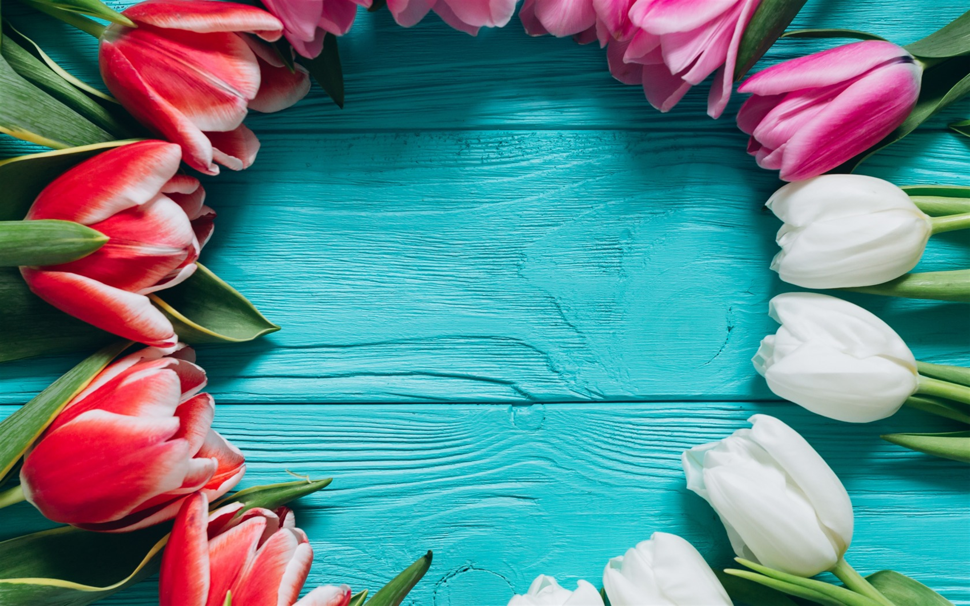 Pink Tulips, Flower Frame, Spring Flowers, White Tulips, - Фон На Рабочий Стол Тюльпаны - HD Wallpaper 