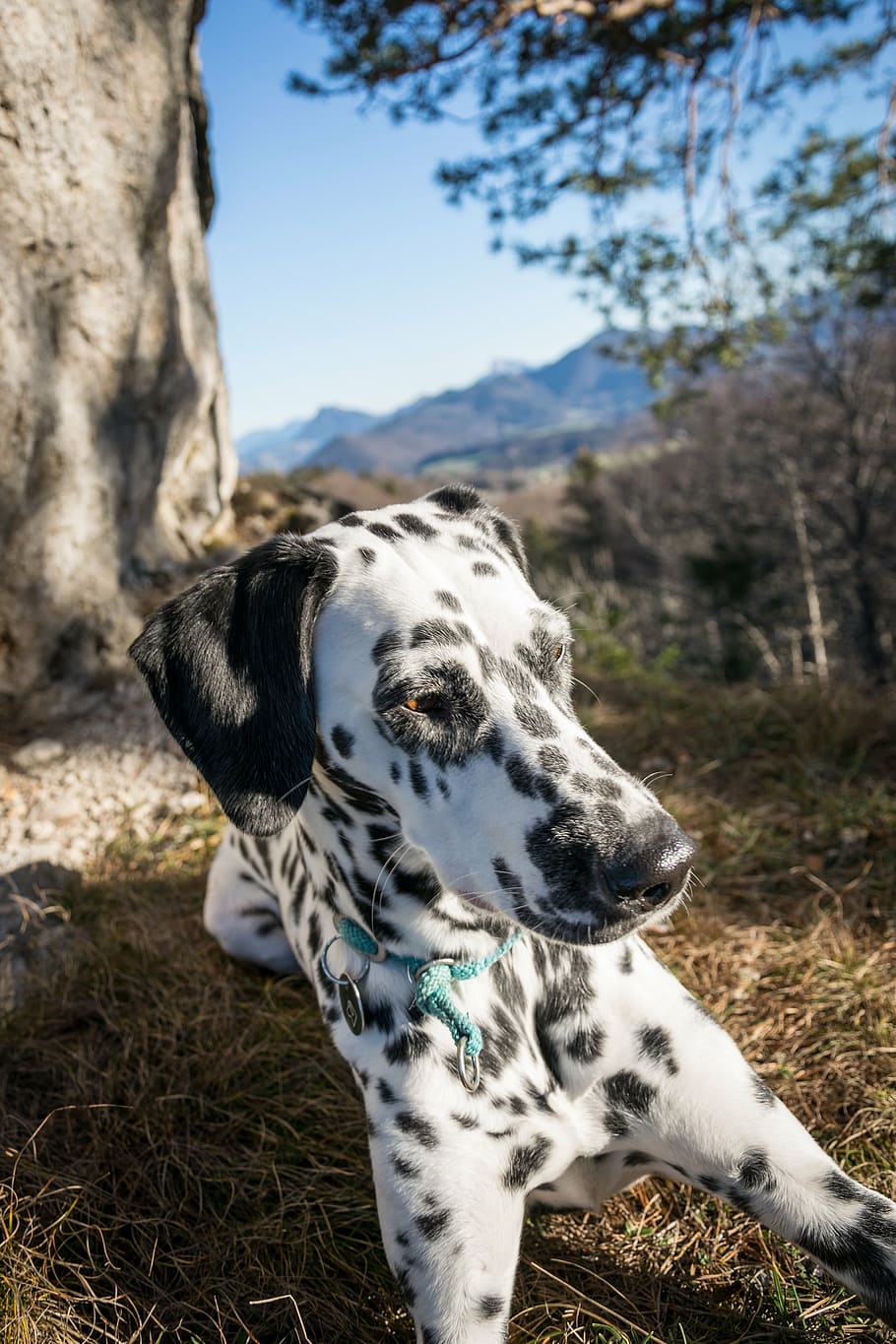 Dalmatians, Rock, Mountain, Dog, Evening Sun, Nature, - HD Wallpaper 