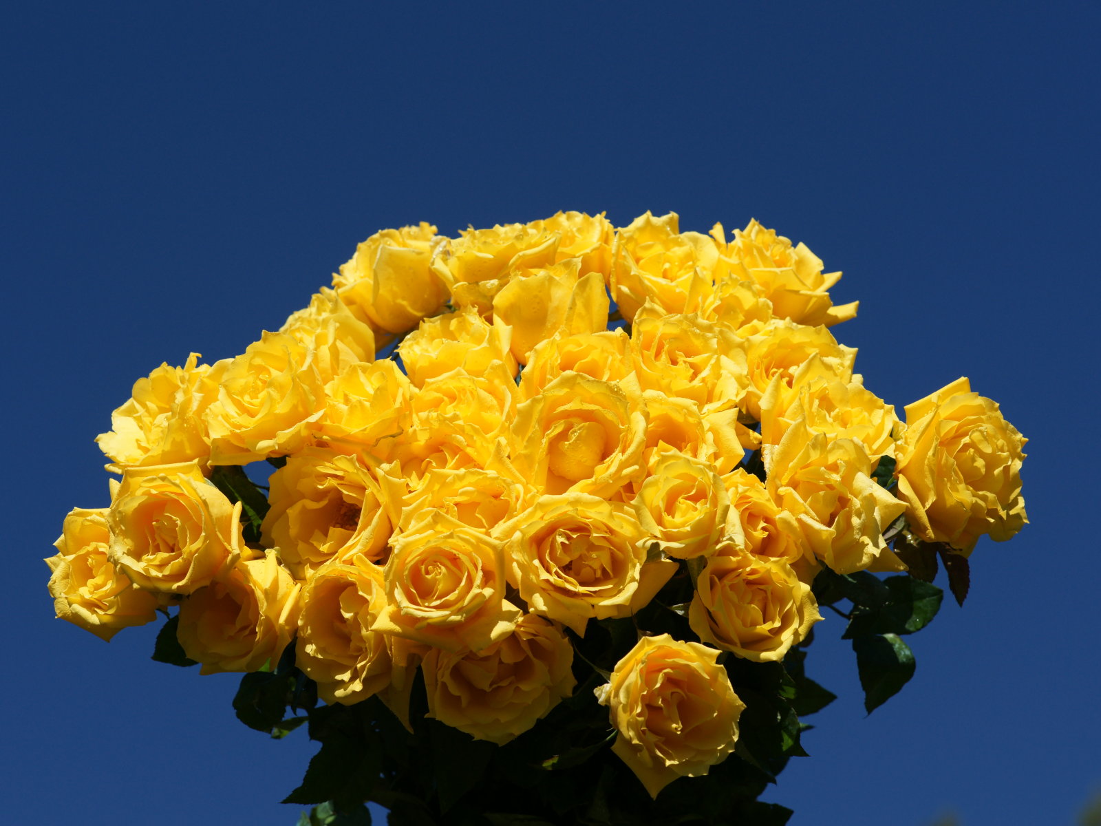 Beautiful Yellow Roses - HD Wallpaper 