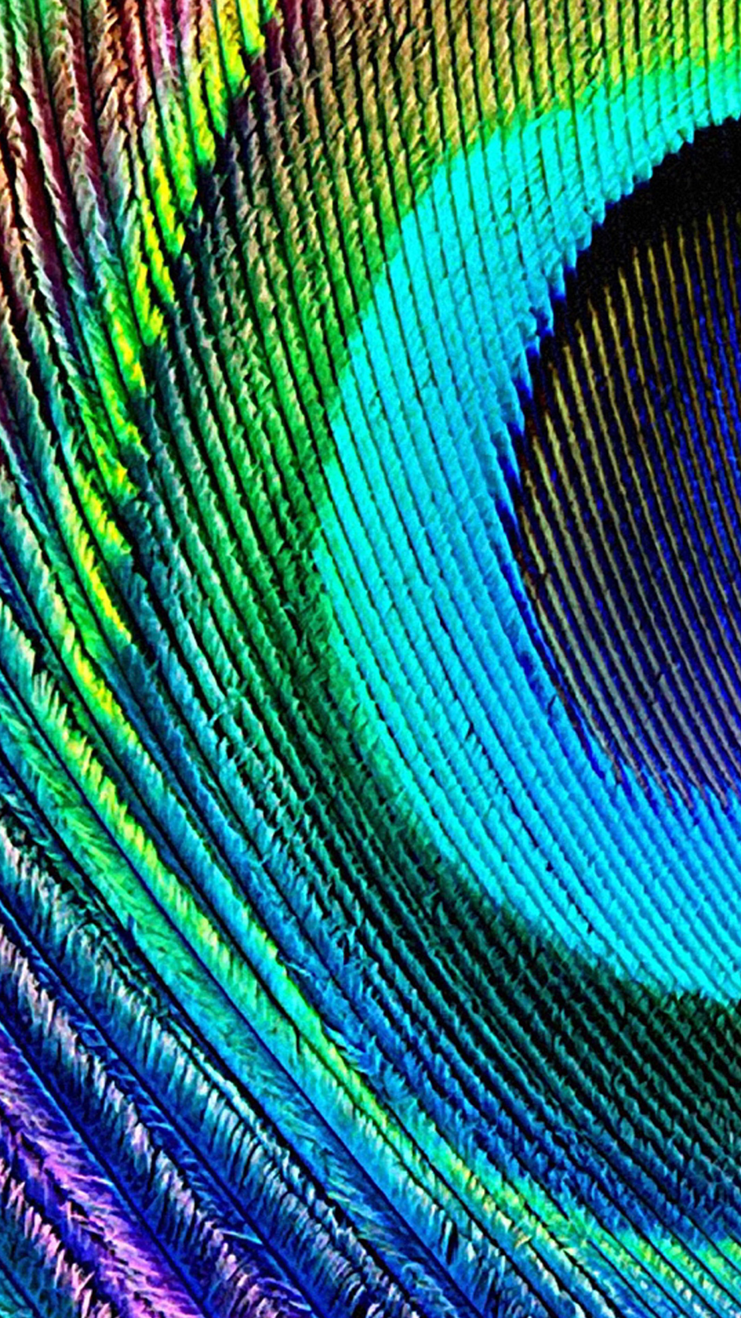 Peacock Feather, Crystle Standridge - HD Wallpaper 