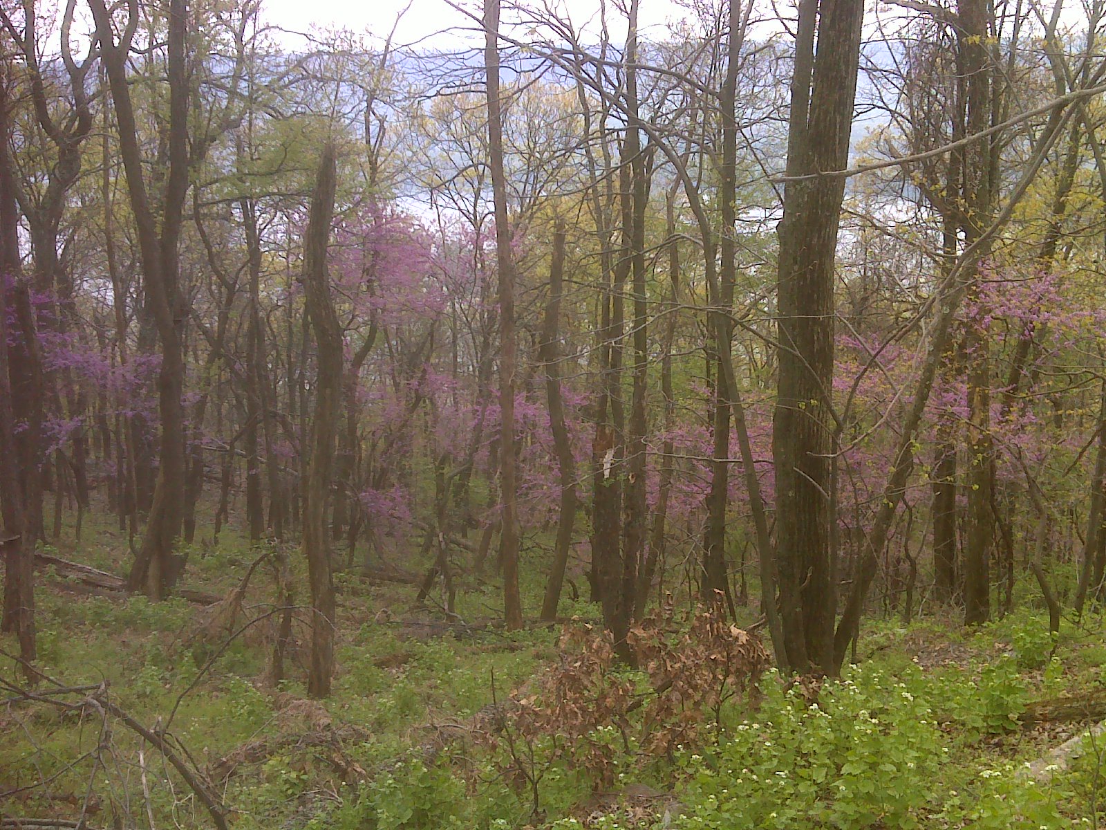 Grove - HD Wallpaper 