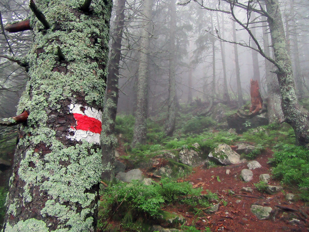 Old-growth Forest - HD Wallpaper 